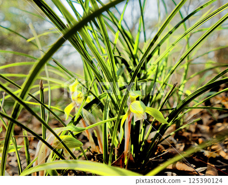 Blooming of the wild orchid, the orchid family 125390124