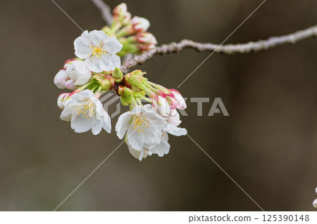 Flowering of Yamazakura, a basic wild species of Japan, a member of the Rosaceae family 125390148