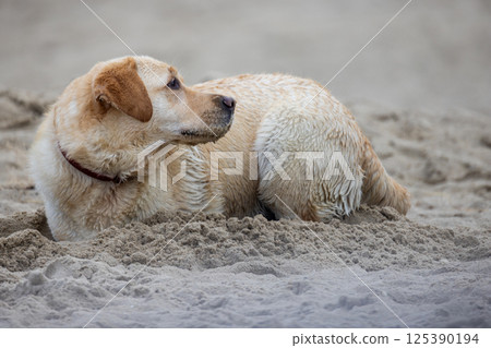 A playful Labrador joyfully running across the sandy beach under the bright sunshine 125390194