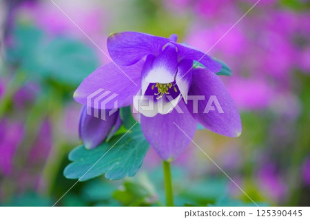 Pretty purple columbine flower 125390445