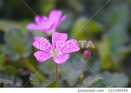 Cute little purple flower 125390446