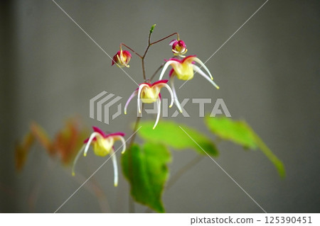 Epimedium like a flying UFO Epimedium like a flying UFO 125390451