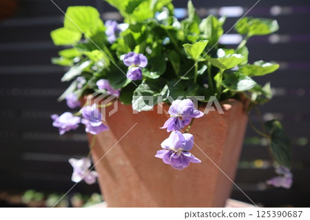 盆栽甜紫羅蘭的小紫色花朵 125390687