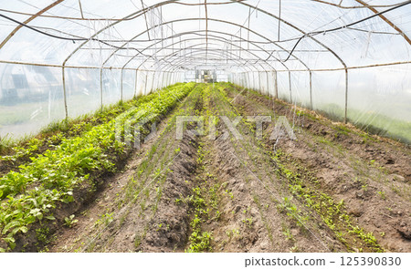 Organic vegetables grown in a foil tunnel. Organic vegetables grown in a foil tunnel. 125390830