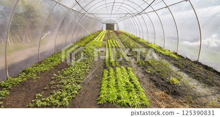 Organic vegetables grown in a foil tunnel. Organic vegetables grown in a foil tunnel. 125390831