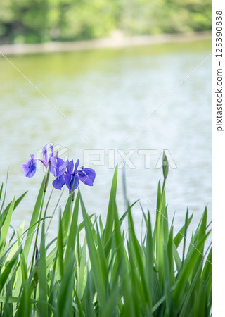 水邊盛開的藍紫色鳶尾花 125390838