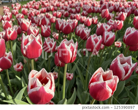 色彩繽紛的春季景觀，紅色和白色的鬱金香盛開 125390897