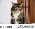 Adult Maine Coon cat looking at you 125390930