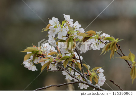 山櫻花是日本的基礎野生種,屬於薔薇科 山櫻花是日本的基礎野生種,屬於薔薇科 125390965