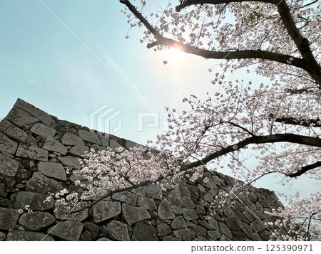 城堡廢墟和櫻花 城堡廢墟和櫻花 125390971