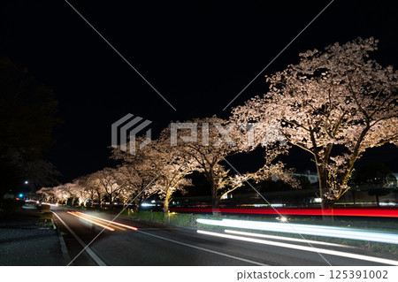 Cherry blossoms flowing at night on the Minami River 125391002