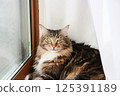 A grown-up Maine Coon cat basking in the sun by the window and gazing dazzled at the camera 125391189