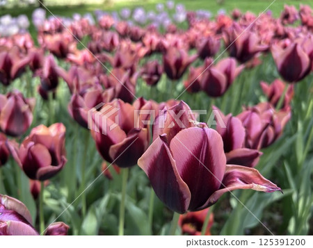 Two-tone tulips Two-tone tulips 125391200