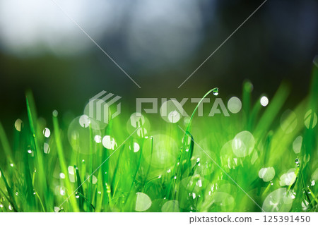 Young leaves of green grass with dew drops Young leaves of green grass with dew drops 125391450
