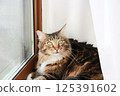 An adult Maine Coon cat basking in the sun by the window 125391602