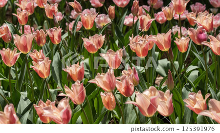 Tulip 125391976