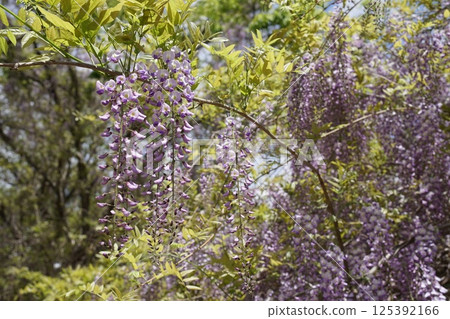 盛開的紫藤花 盛開的紫藤花 125392166