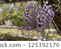盛開的紫藤花 125392170