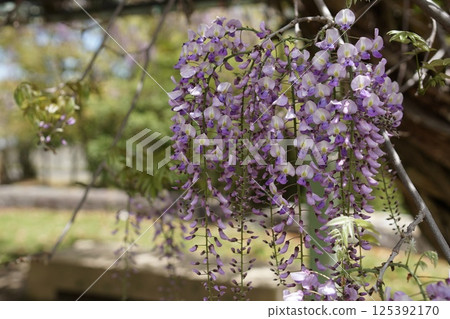盛開的紫藤花 盛開的紫藤花 125392170