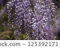 盛開的紫藤花 125392171