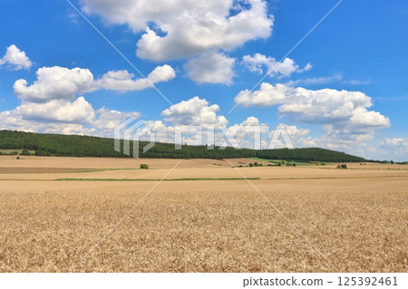 Summer landscape with a field of ripe wheat and the sky Summer landscape with a field of ripe wheat and the sky 125392461