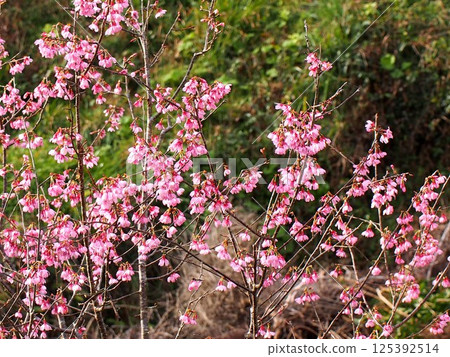 沐浴在初春陽光中的寒緋櫻花（吉野川上游盛開的寒緋櫻花） 125392514