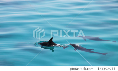 Dolphins in the sea 125392911