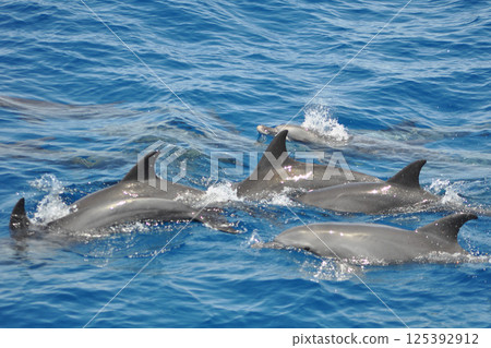 Dolphins in the sea 125392912