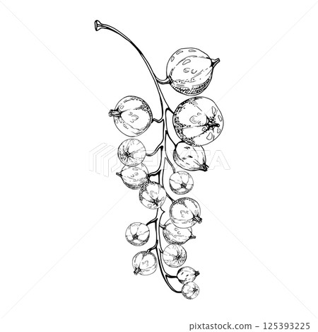 Currant gooseberry bunch cluster branch, ripe garden berry casseille jostaberry juneberry. Isolated botanical illustration, vector ink hand drawn. Craft grocery shop, scrapbooking decoupage, posters 125393225