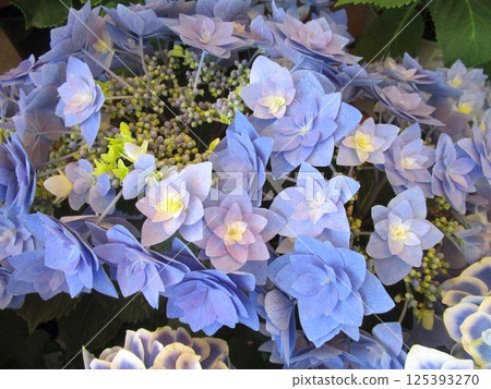 Close-up of blue and yellow hydrangea (Hoshi Atsume) flowers Close-up of blue and yellow hydrangea (Hoshi Atsume) flowers 125393270