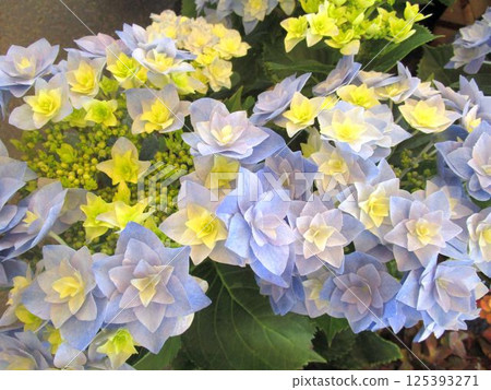 藍色和黃色繡球花(Hoshi Atsume)的特寫 藍色和黃色繡球花(Hoshi Atsume)的特寫 125393271