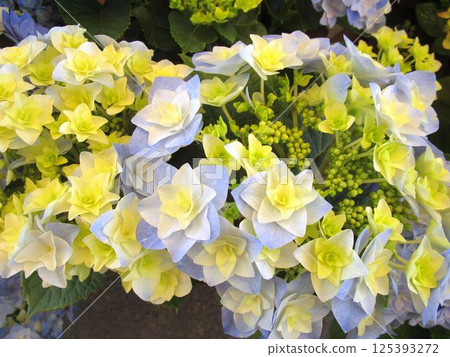 藍色和黃色繡球花（Hoshi Atsume）的特寫 125393272