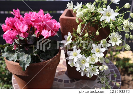 二年級迷你仙客來和卡特曼·喬 125393273