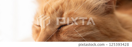 Cat sleeping by the window Tea tabby cat 125393428