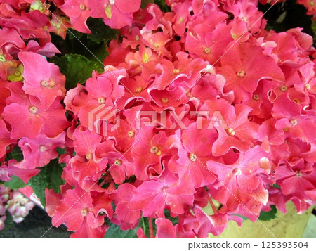 Close-up of red hydrangea flowers Close-up of red hydrangea flowers 125393504