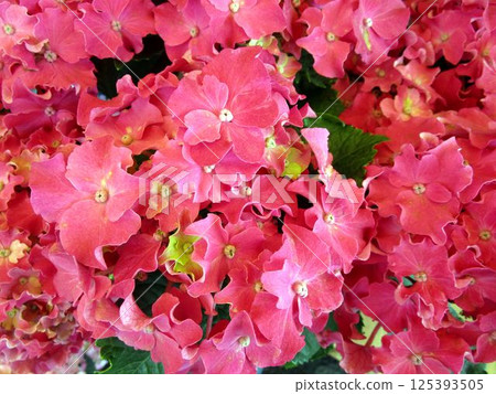 Close-up of red hydrangea flowers Close-up of red hydrangea flowers 125393505