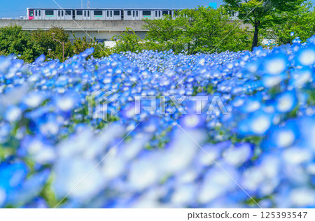 舍人公園內的粉蝶花和日暮裡舍人線 舍人公園內的粉蝶花和日暮裡舍人線 125393547