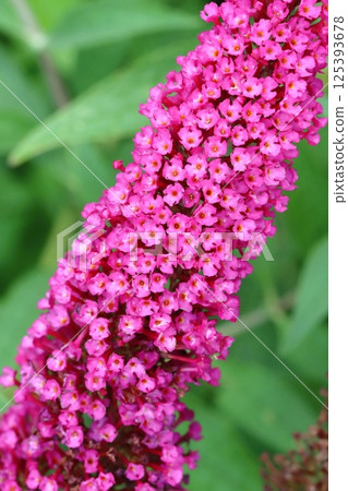 Curative butterfly bush in blossom 125393678
