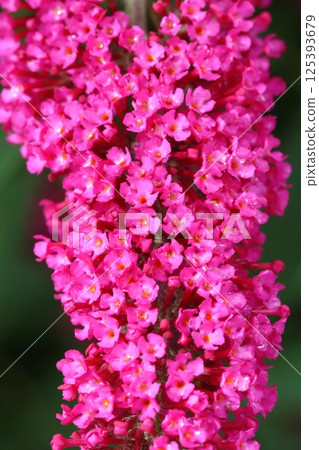 Curative butterfly bush in blossom 125393679