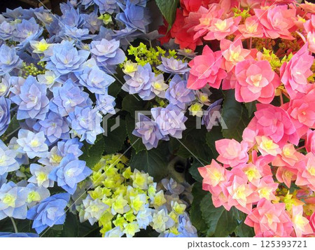 色彩鮮豔的繡球花的特寫 125393721