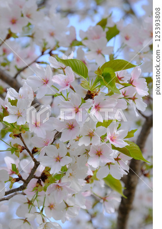飛鎢高山櫻花2025 飛鎢高山櫻花2025 125393808