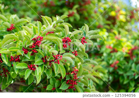鐵冬青 冬青 植物 Ilex rotunda holly leaf クロガネモチ 鐵冬青 冬青 植物 Ilex rotunda holly leaf クロガネモチ 125394056