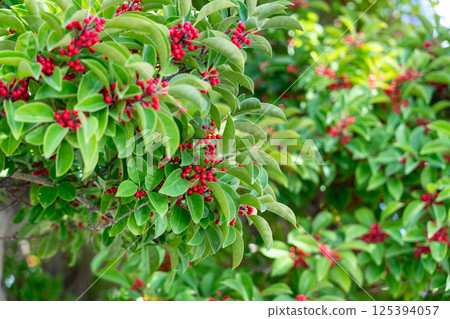 Ilex rotunda holly leaf plant Ilex rotunda holly leaf クロガネモチ 125394057