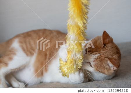 A cat playing with a toy Brown tiger white A cat playing with a toy Brown tiger white 125394218