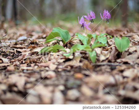 Small and pretty dogtooth violets blooming in April Small and pretty dogtooth violets blooming in April 125394260