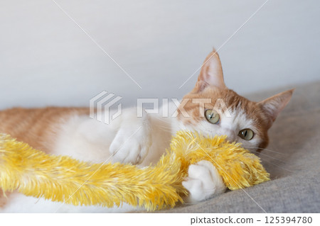 一隻貓在玩玩具棕色老虎白色 一隻貓在玩玩具棕色老虎白色 125394780
