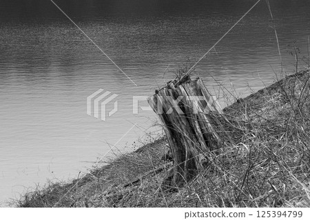 A decaying stump remains on the slope of the lake A decaying stump remains on the slope of the lake 125394799