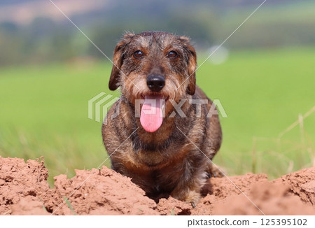 Beautiful wire haired badger dog 125395102