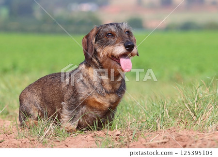 Beautiful wire haired badger dog 125395103