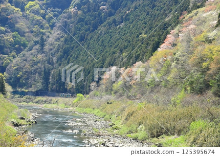 Suigun Line "Okukuji scenery with fresh greenery and blooming wild cherry blossoms" Suigun Line "Okukuji scenery with fresh greenery and blooming wild cherry blossoms" 125395674